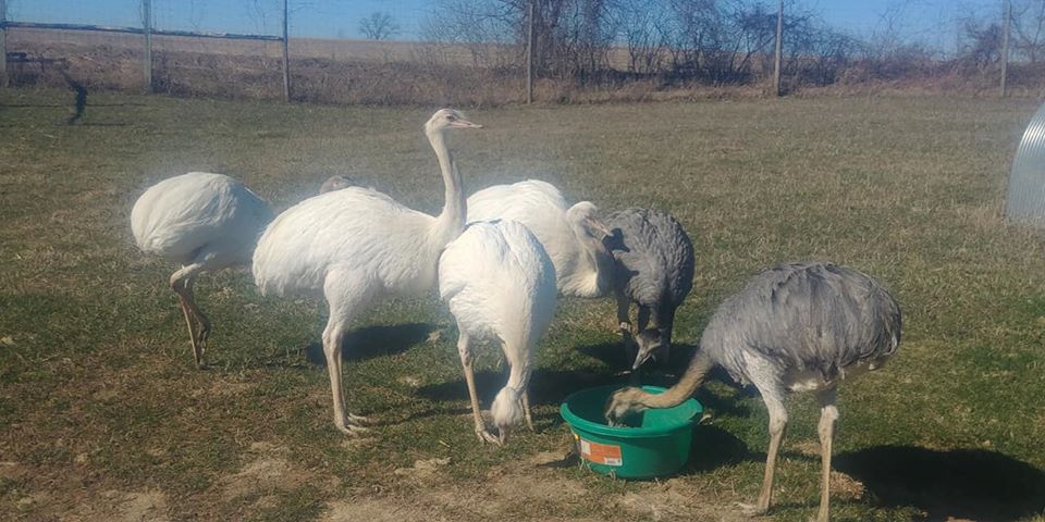 We Have a Very docitile gentle Flock of Rheas